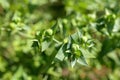 Caper spurge plant is believed to repel moles so its known as mole plant