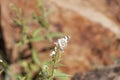 Caper White butterfly Belenois aurota aurota