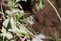 Caper White butterfly Belenois aurota aurota