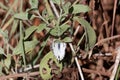 Caper White butterfly Belenois aurota aurota