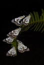 Caper white butterfly on black background Royalty Free Stock Photo