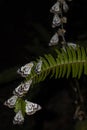 Caper white butterfly on black background Royalty Free Stock Photo