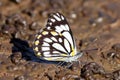 Caper White Butterfly Royalty Free Stock Photo