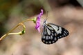 Caper White Butterfly Royalty Free Stock Photo