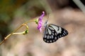 Caper White Butterfly Royalty Free Stock Photo