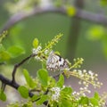 A caper white butterfly in India Royalty Free Stock Photo