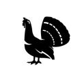 Capercaillie silhouette, bird logo