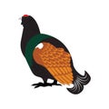 Capercaillie bird flat icon on white background. Royalty Free Stock Photo