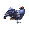 Capercaillie bird. Forest bird watercolor illustration isolated on white background.