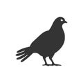 Capercaillie bird icon