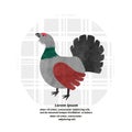 Capercaillie bird vector illustration. Watercolor cartoon grouse