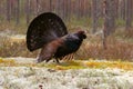 Capercaillie