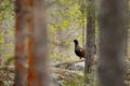 Capercaillie, Tetrao urogallus, on the mossy stone in pine tree forest, nature habitat from Sweden. Dark bird Western Capercaillie