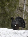 Capercaillie, Tetrao urogallus