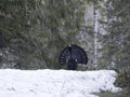 Capercaillie, Tetrao urogallus