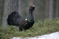 Capercaillie, Tetrao urogallus