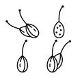 Capers, berry of caper-bush. Set of linear icons. Spicy spice with stalk. Black simple illustration of aromatic seasoning for food