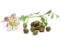 Capers pickled with plant and caper plant flower Royalty Free Stock Photo