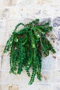 capers plant with a wall Royalty Free Stock Photo
