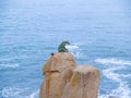 Bronze leopard statue on high rock at Houpt Bay