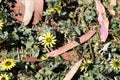 Capeweed (Arctotheca calendula) flowers in meadow : (pix Sanjiv Shukla) Royalty Free Stock Photo