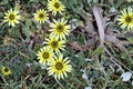 Capeweed (Arctotheca calendula) flowers in meadow : (pix Sanjiv Shukla) Royalty Free Stock Photo