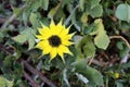 Capeweed (Arctotheca calendula) flowers in meadow : (pix Sanjiv Shukla) Royalty Free Stock Photo