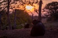 A capibara family chilling in during sunset on foot of a palm tree