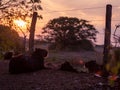 A capibara family chilling in during sunset on foot of a palm tree