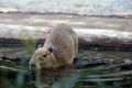 Capibara goes swimming