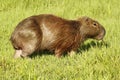 Capibara Grazing in Ibera Marshes Royalty Free Stock Photo