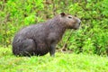 Capibara