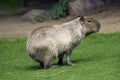 Capibara in Moscow zoo.