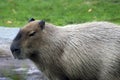 Capibara in Moscow zoo.