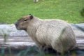 Capibara in Moscow zoo.