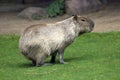 Capibara in Moscow zoo.