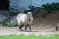 Capibara in Moscow zoo.