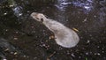 Capibara in natural environment Royalty Free Stock Photo