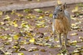 Capibara