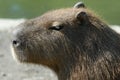 Capibara