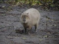 capibara portrait looking at you Royalty Free Stock Photo