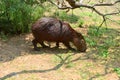 Capibara in the uruguayan fields