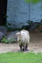 Capibara walks on green grass in Moscow zoo.