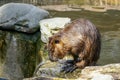 Capibara in water