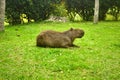 Capibara in the wild