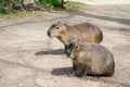 Capibara