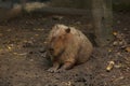 Capibara is in the zoo Is the biggest rat in the world