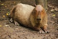 Capibara is in the zoo Is the biggest rat in the world