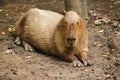 Capibara is in the zoo Is the biggest rat in the world