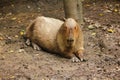 Capibara is in the zoo Is the biggest rat in the world